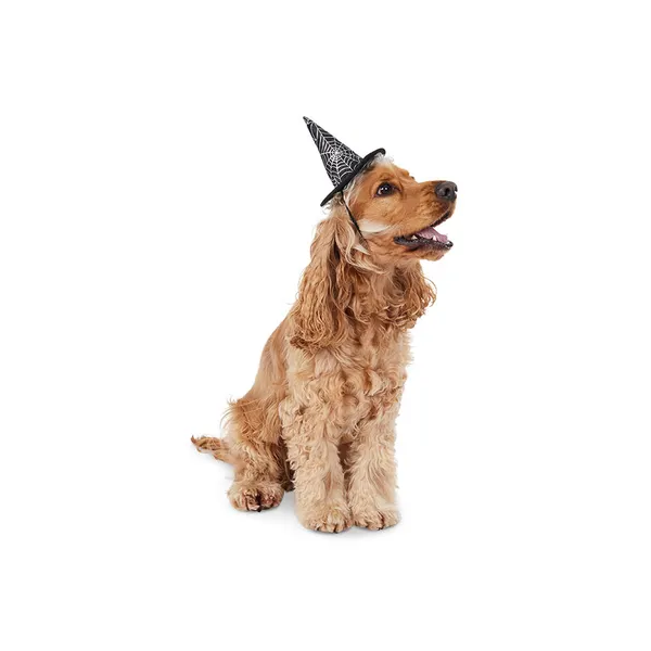 All Day Halloween Spider Web Witch Dog Costume Hat