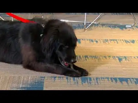 GREENIES Canine Dental Dog Treats Fresh Large 340g