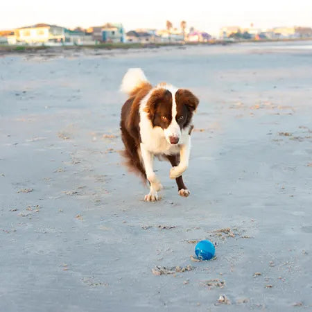 Rogz Squeekz Ball Dog Toy Blue M